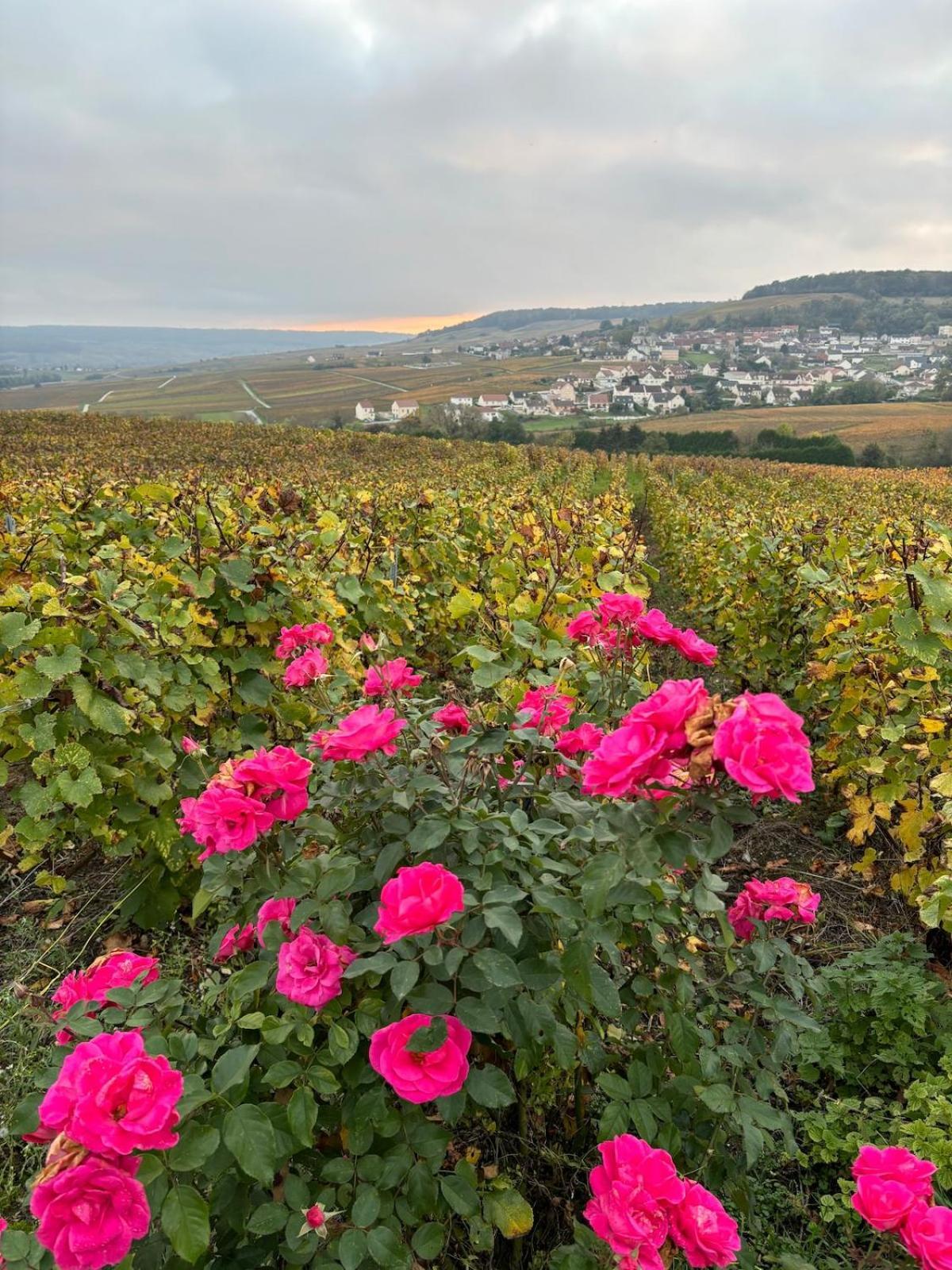 La Galipette, Charmant Chalet En Champagne Fleury-la-Riviere Buitenkant foto